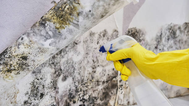 Best Flood restoration services  in Erie, CO