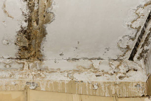 Best Residential water damage restoration  in Erie, CO