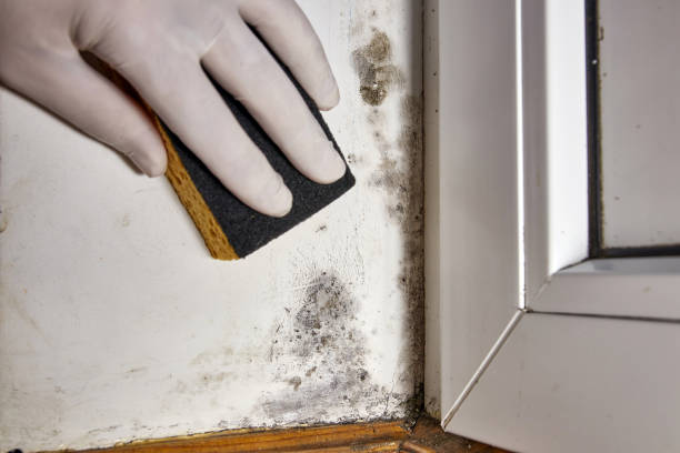 Best Water damage restoration near me  in Erie, CO